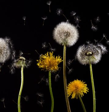 allergie aux pollens