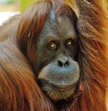 le biodiésel détruit l'habitat de l'orang-outan