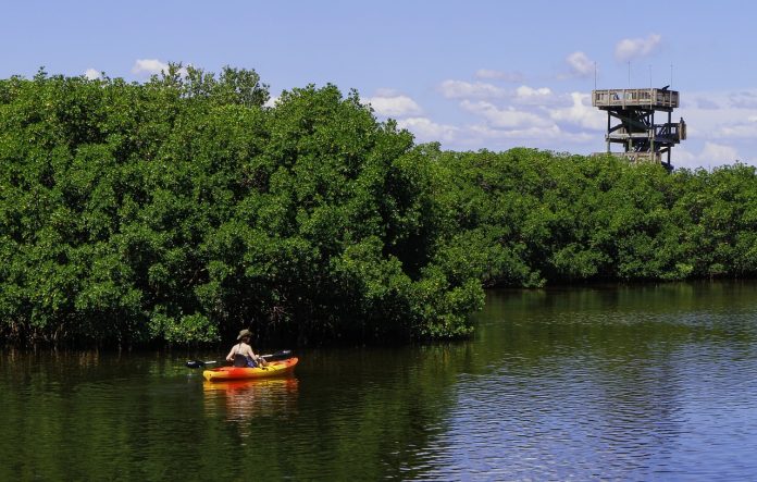 mangrove amazonienne