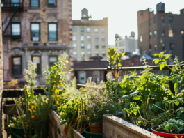 urban gardening